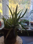 Jedrne miesiste stare aloesy okazale