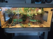 Terrarium z wężem
