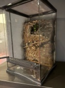 Terrarium 45x30x30 z wyposażeniem gekon orzęsiony