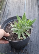 Chaber górski Jordy 1.5l donica