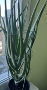 5 letni aloes aloe vera