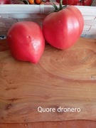 Pomidor Quore dronero  kolekcjonerski