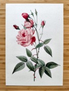 Plakat poster A4 Róża