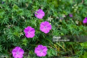 Bodziszek Geranium Sanguineum p9