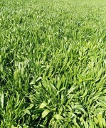 Liść ziele babka lancetowata 7000 g 7 kg 1000