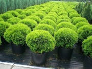 Tuja Danica Thuja DANICA 