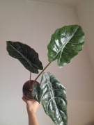 Alocasia Chantreri !DUŻA! kolekcjonerska alokazja SMART 