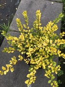 Ostrokrzew Little gem barwne liście