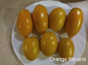 Pomidor  Orange Banana Nasiona