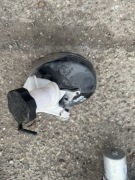 Kia picanto II servo pompa