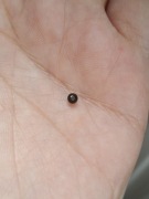 Czarna kulka 3mm z gwintem piercing nos, brew