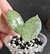 Hoya lacunosa Mint Coin true - sadzonka ukorzeniona
