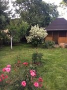 Działka 300m2 ROD Kaczeniec Ząbki k. Warszawy