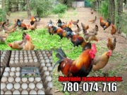 Najlepsze !Jaja od kury Zielononóżki prosto od Hodowcy WiejskaPaczka