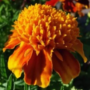 Aksamitka niska- Orange Flame 