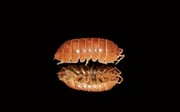 Armadillidium vulgare "Red" 