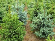 Świerk, choinka 100-300 cm