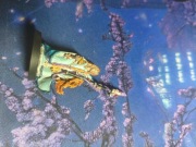 Prophetess of the Lady