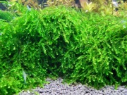 Mech Pilo Moss Pilotrichaceae Tanio