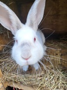 Dorosły samiec królik