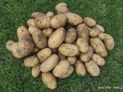 Ziemniaki Queen Anna, Królowa Anna eco 25 kg