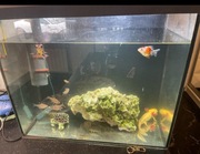 Sprzedam akwarium 90 litrów 30/50/60 z rybkami i glonojadami 