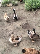 Jaja lęgowe kaczki staropolskiej 