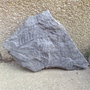 Skamieniałość duży odcisk paproci Neuropteris