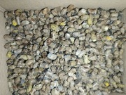 Murarka Ogrodowa ROGATA Kokony. 100 szt.