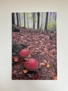 Foto- Obraz amanita muscaria - muchomor czerwony 60x40
