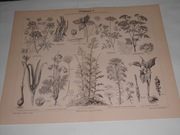 Kwiaty  duża oryginalna XIX w. grafika do aranżacji