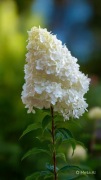 Hortensja bukietowa Grandiflora biała 3 pędowa 