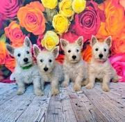 West Highland White Terrier