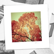 Autorska fotografia "Płonąca jesień" - wydruk. 