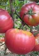 Pomidor BABUSHKIN SEKRET nasiona Kolekcjonerskie 