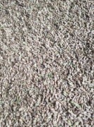 Seladera seradela nasiona