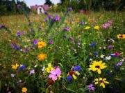 łąka kwietna /kwiatowa wieloletnia byliny nasiona 