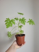 Geranium anginka roślina zielona 