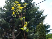 Rożnik przerośnięty  miododajny 20 dużych nasion