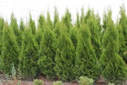 Tuja Smaragd 150-160 cm (szmaragd Kraków)