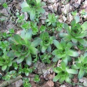 Rojnik murowy sadzonki