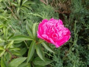 Piwonia chińska różowa sadzonka w donicy