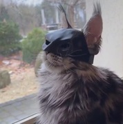 Maska dla kota przebranie batman tiktok przebranie strój halloween