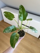 Philodendron Giganteum Variegata