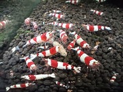 Krewetki Caridina Crystal Red 