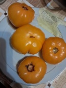 Nasiona pomidor Yellowstone minimum10szt.