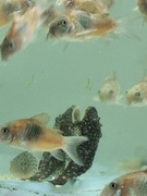 Pakiet kirysków Venezuela orange 10sztuk