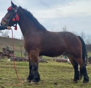 Sprzedam wałacha pogrubionego