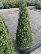 Ostrokrzew bukszpanolistny piramida