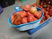 Miechunka suszona  naturalna  kwiaty 